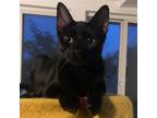 Adopt Buddy a All Black Domestic Shorthair / Mixed (short coat) cat in Fishkill