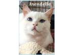 Adopt Arendelle: Deaf (FCID#07/20/22-65 Willow Grove) C a White Domestic