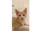 Adopt Pudding (& Shifa) a Orange or Red (Mostly) Domestic Shorthair / Mixed