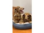 Adopt Rene and Bene a Dachshund / Mixed dog in Weston, FL (39049199)