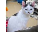 Adopt Kitten Ozzie a White (Mostly) Domestic Shorthair / Mixed (short coat) cat