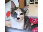 Adopt Kitten Olivia a Calico or Dilute Calico Domestic Shorthair / Mixed (short