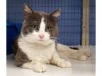 Adopt Percy a Gray or Blue (Mostly) Domestic Shorthair / Mixed (short coat) cat