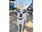 Adopt Millie a Tricolor (Tan/Brown & Black & White) Rat Terrier / Mixed dog in