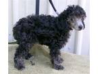 Adopt Midnight a Black - with White Poodle (Miniature) / Mixed dog in Mountain