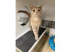 Adopt Ethel a Orange or Red Domestic Shorthair / Mixed cat in Phillipsburg