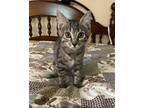 Adopt Cinderella a Gray, Blue or Silver Tabby Domestic Shorthair / Mixed cat in