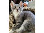 Adopt Big Man (with Jack) a Gray or Blue (Mostly) Domestic Shorthair / Mixed cat