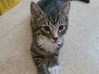 Adopt Takeo a Brown Tabby Domestic Shorthair / Mixed cat in Phillipsburg