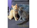 Adopt Chip (with Dale) a Orange or Red Domestic Shorthair / Mixed cat in
