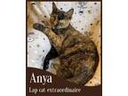 Adopt Anya a Tortoiseshell Domestic Shorthair / Mixed cat in Phillipsburg