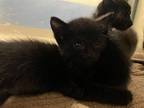 Adopt MR. DARCY a Domestic Short Hair