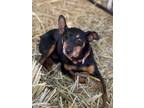 Adopt HOOK a Black - with Tan, Yellow or Fawn Miniature Pinscher / Mixed dog in