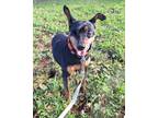 Adopt HOOK a Black - with Tan, Yellow or Fawn Miniature Pinscher / Mixed dog in