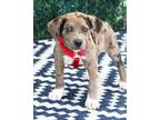 Adopt Archie a Catahoula Leopard Dog, Mixed Breed