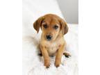 Adopt Happy Days Litter - Chachi a Shepherd, Mixed Breed