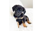 Adopt Happy Days Litter - Ritchie a Shepherd, Mixed Breed
