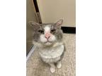 Adopt Cooper a Gray or Blue (Mostly) Domestic Shorthair / Mixed (short coat) cat