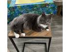 Adopt Fluffy a Gray or Blue (Mostly) Domestic Longhair / Mixed (long coat) cat