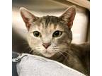 Adopt Carrot Flower a Calico or Dilute Calico Domestic Shorthair / Mixed (short