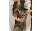 Adopt Bert a Brown Tabby Domestic Shorthair / Mixed (short coat) cat in Herndon
