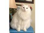 Adopt Raphine a White Maine Coon / Mixed (long coat) cat in Herndon