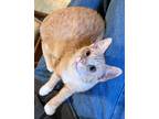 Adopt Barbie a Orange or Red Domestic Shorthair / Mixed (short coat) cat in