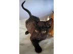 Adopt Meredith a All Black Domestic Shorthair / Mixed (short coat) cat in