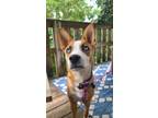 Adopt Twinkie a White Basenji / Labrador Retriever / Mixed dog in Niagara Falls