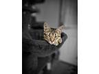 Adopt Nyla a Brown Tabby Domestic Shorthair (short coat) cat in St.