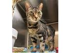 Adopt Dude a Brown Tabby Domestic Shorthair / Mixed (short coat) cat in Herndon