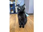 Adopt Water - In a Foster Home a Domestic Shorthair / Mixed (short coat) cat in