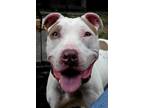 Adopt Byron a American Pit Bull Terrier / Mixed dog in Germantown, OH (39056542)