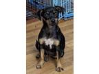 Adopt Miss Moneypenny a Black - with Tan, Yellow or Fawn Miniature Pinscher /