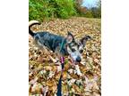 Adopt Flea a Cattle Dog / Mixed dog in Germantown, OH (38974070)