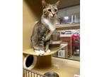 Adopt Sheldon a Brown or Chocolate (Mostly) Domestic Shorthair / Mixed (short