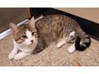 Adopt Seven Up a Brown Tabby Domestic Shorthair / Mixed (short coat) cat in