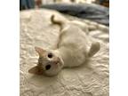 Adopt Venturo the Tripod! 9365 a Domestic Shorthair / Mixed cat in Dallas