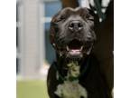 Adopt Rider a Pit Bull Terrier
