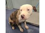 Adopt Johnny Bravo a Pit Bull Terrier