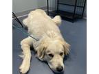 Adopt Snow a Great Pyrenees