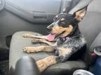 Adopt Bindi a Australian Cattle Dog dog in Windsor, CO (39070626)