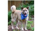 Adopt Doli a Tan/Yellow/Fawn Husky / Shepherd (Unknown Type) / Mixed dog in