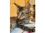 Adopt Tennyson a Domestic Mediumhair / Mixed cat in Alpharetta, GA (38953200)