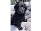 Adopt Beltz a Black Poodle (Miniature) / Great Pyrenees / Mixed dog in
