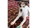 Adopt Pepper a White - with Brown or Chocolate Jack Russell Terrier / Mixed dog