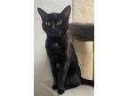 Adopt Arugula a Black (Mostly) Domestic Shorthair / Mixed (short coat) cat in