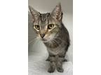 Adopt King Henry a Gray, Blue or Silver Tabby Domestic Shorthair / Mixed (short