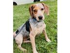 Adopt Scarlet a Black - with White Beagle dog in Breinigsville, PA (39005647)