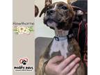 Adopt Fall Five Litter: Hawthorne a Boxer dog in Council Bluffs, IA (39065753)